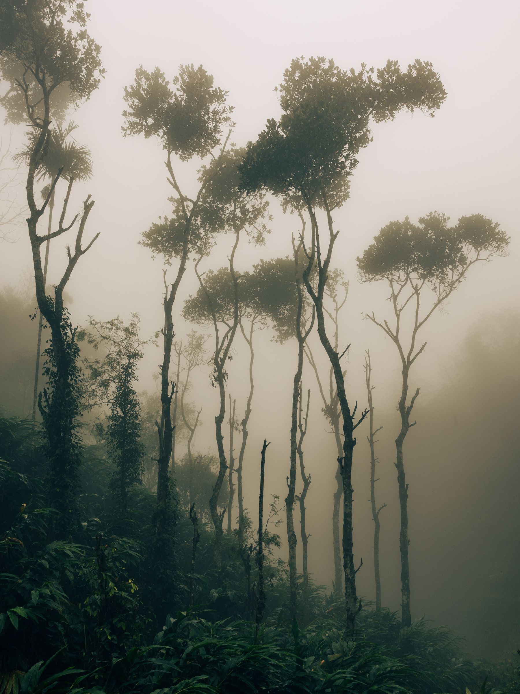 Mistic Hillside Copse (Portrait)